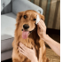 HICCPET 寵物淚痕潔眼紙 100片裝 - 無香（貓狗適用）